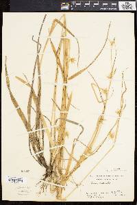 Carex folliculata image