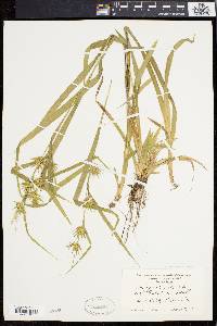 Carex folliculata image