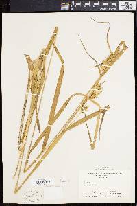 Carex folliculata image