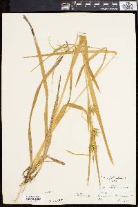 Carex folliculata image