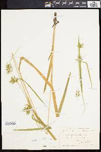 Carex folliculata image