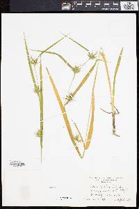 Carex folliculata image