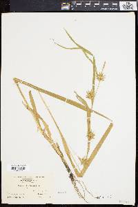 Carex folliculata image