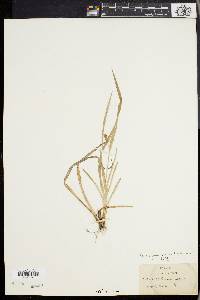 Carex glaucodea image