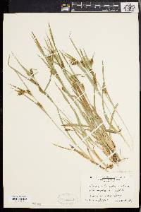 Carex glaucodea image