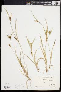 Carex glaucodea image