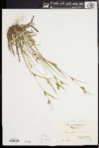 Carex glaucodea image