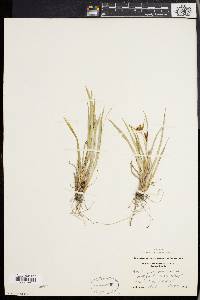Carex glaucodea image