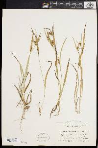 Carex glaucodea image