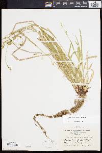 Carex gracilescens image