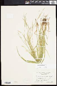 Carex gracilescens image