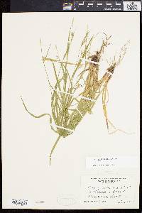 Carex gracilescens image