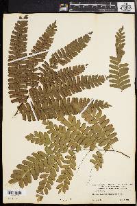 Adiantum poiretii image