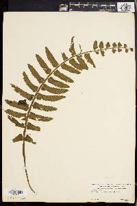 Asplenium alatum image