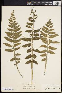 Asplenium alatum image
