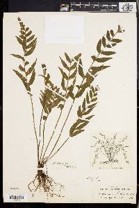 Asplenium alatum image