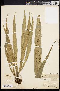 Asplenium angustum image