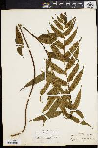 Media resource of Asplenium anisophyllum