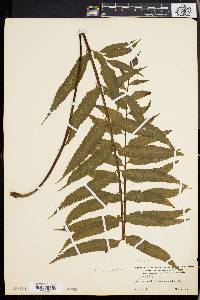 Asplenium anisophyllum image