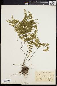 Athyrium microphyllum image