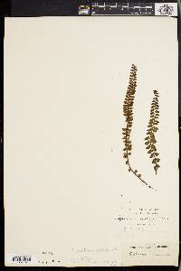 Asplenium castaneum image