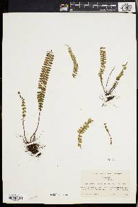 Asplenium castaneum image