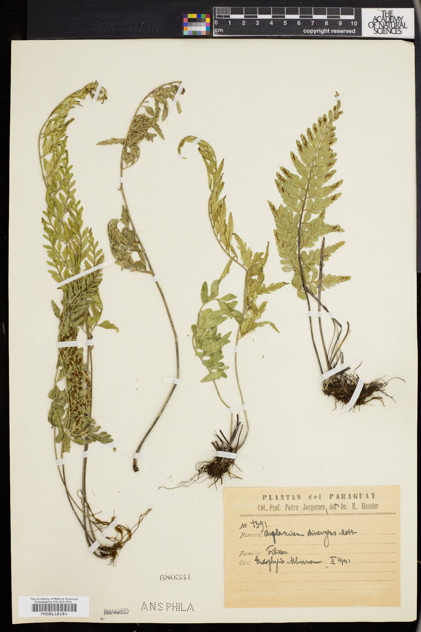 Asplenium divergens image