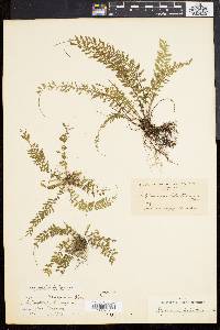 Asplenium formosum image