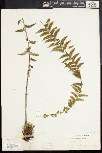 Asplenium formosum image