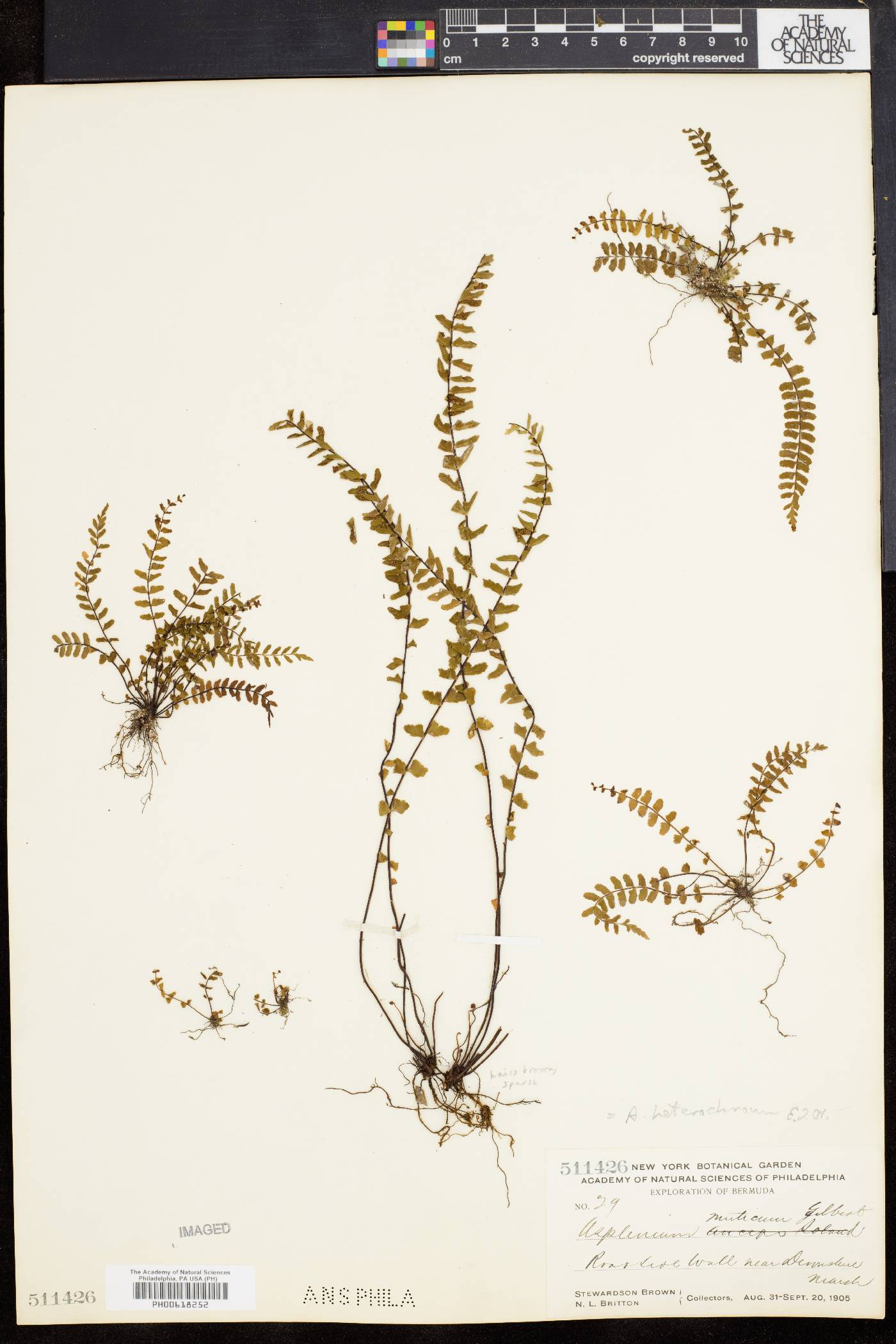 Asplenium formosum image