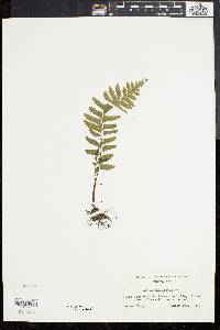 Asplenium laetum image