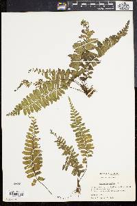 Asplenium laetum image