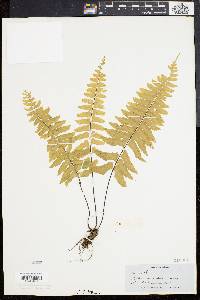 Asplenium laetum image