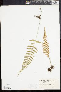 Asplenium auritum image