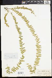 Asplenium mucronatum image