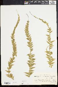 Asplenium mucronatum image