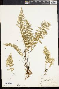 Asplenium myriophyllum image