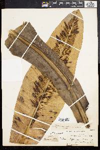 Asplenium nidus image