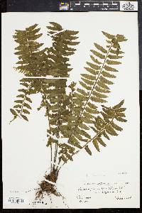 Asplenium lunulatum image