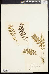 Asplenium lunulatum image