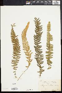 Asplenium lunulatum image