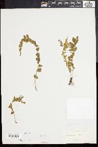 Asplenium lunulatum image