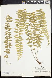 Asplenium lunulatum image