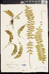Asplenium lunulatum image