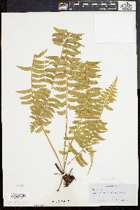 Asplenium lunulatum image