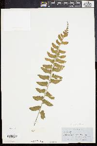 Asplenium lunulatum image