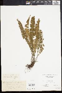 Asplenium lunulatum image