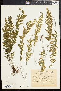 Asplenium lunulatum image