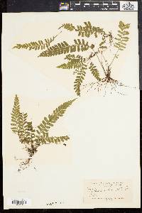 Asplenium lunulatum image