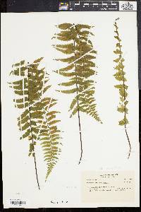 Asplenium lunulatum image